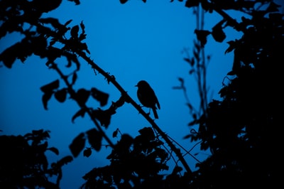 轮廓的一只鸟在树枝上
